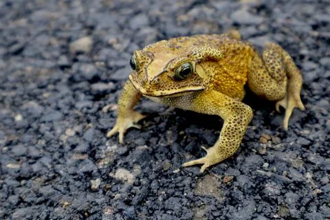 Front view of yellow toad facing camera on asphalt road Stock Photos