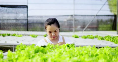 Front view Young Asian farmer, Owner Hydro farm checking quality leaf Stockbeeldmateriaal 172029129