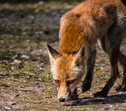 Front view of a young fox in late summer Stock Photos