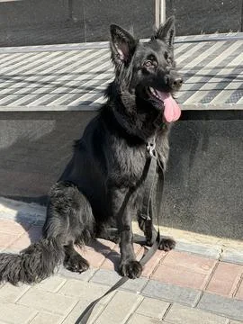 Front View Young German Shepherd with Balanced Composition Foto stock