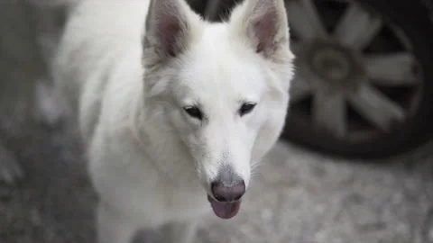 Front view of a young white fur Belgian sheepdog loose in slow-motion. Stock Footage 221735805