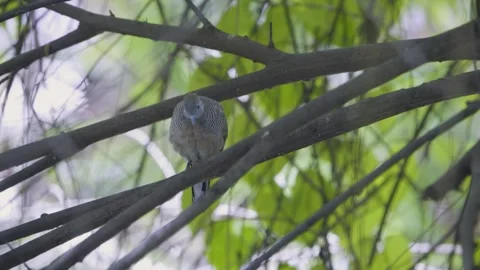 Front view of a zebra dove perched still on a branch Stock Footage 339314579