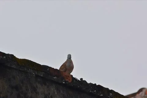 Front View of Zebra Dove Resting on Old Building Ledge Foto stock