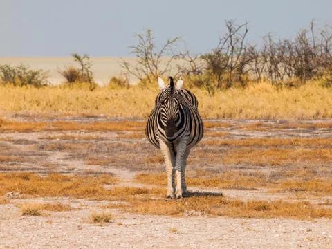 Front view of zebra Stock Photos