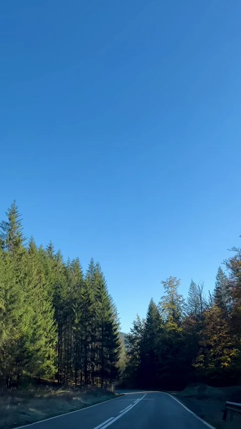 Front window view of evergreen and fall colored trees from a mountain road Stock Footage 344412758