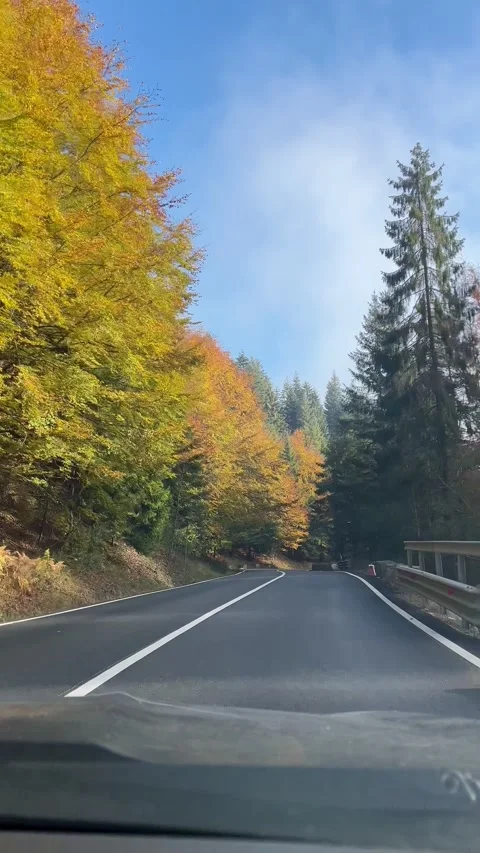 Front window view of fall coloured trees from a car driving on a mountain road Stock Footage 344412761