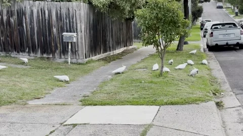 Front Yard Of A Australian House Full Of Wild Cockatoo Birds. Parrot Of Stock Footage 310320056