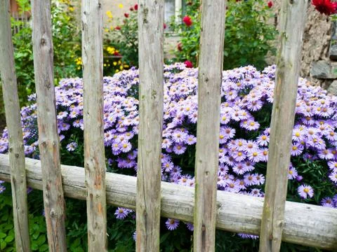 Front yard with flowers Stock Photos