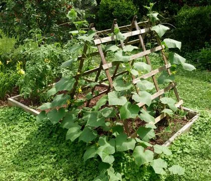 Front yard garden Stock Photos