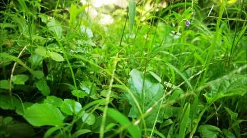 Front yard grass in the afternoon 動画素材 220432367
