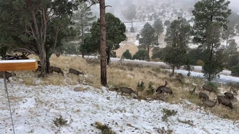 Front Yard Herd of Deer Time Lapse Stock Footage 143945489