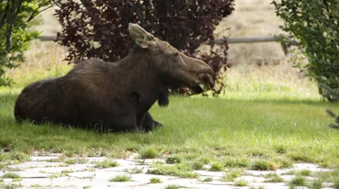 Front Yard Sitting Moose Stock Footage 37787102