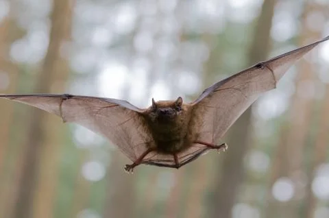 Frontal approach of a bat in the forest Stock Photos