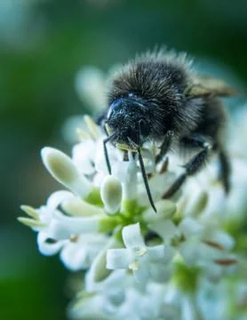 Frontal Bee Stock Photos