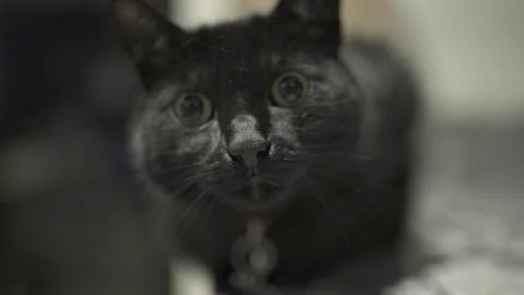 Frontal Close Up Of Black Cat. Stock-Fotos