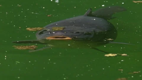 Frontal close-up of common carp swimming toward camera under surface Stock Footage 327714722