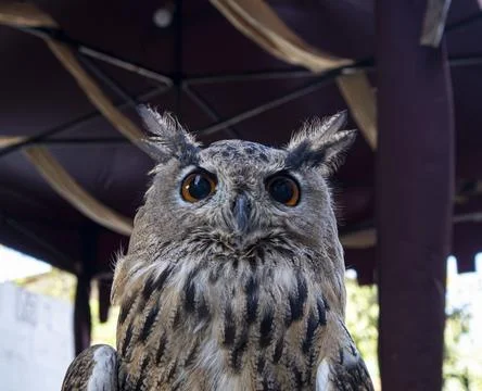 Frontal close up of a Eurasian eagle owl with orange eyes and ear tufts gaz.. Stock Photos