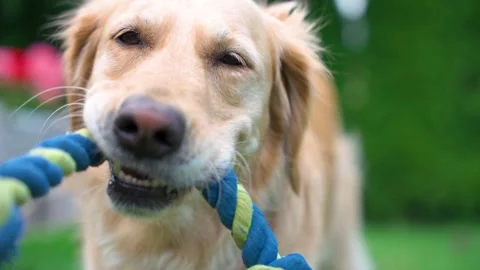 Frontal close-up slow motion shot of dog gripping blue and yellow rope toy Stock Footage 312592902