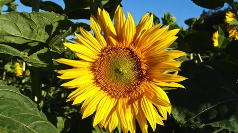 Frontal Close-Up of Sunflower – 4K Stock-Footage 320162954