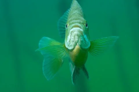 Frontal close-up view of a hovering inquisitive bluegill with fins outward Stock Photos