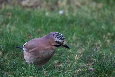 A frontal closeup of a Eurasian jay or garrulus glandarius bird searching t.. Stock Photos