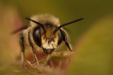 Frontal closeup of a Patchwork leafcutter bee, Megachile centuncularis, hidin 스톡 사진