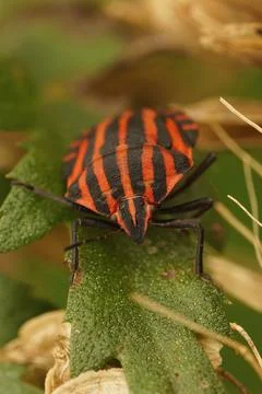 Frontal closeup of the red shieldbug , Graphosoma italicum on a green leaf Stock Photos