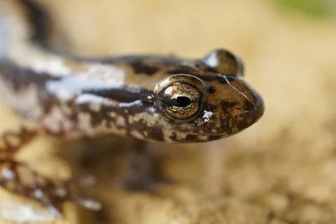 Frontal closeup of the three-lined salamander , Eurycea guttolineata Stock Photos