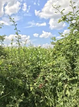 Frontal eye level view of thick wild overgrown shrubbery with tall corn leaves b Stock Photos