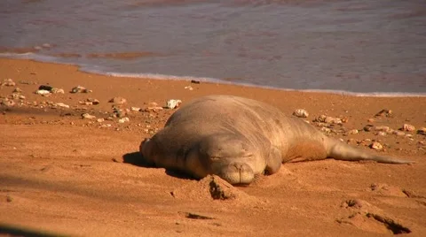 Frontal face shot of sleeping monk seal on a Hawaiian beach 動画素材 1040382