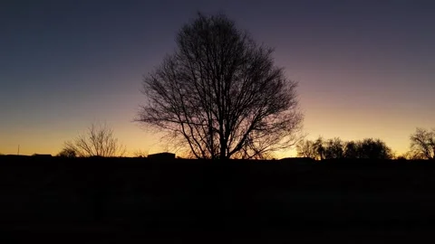 Frontal flight from drone view towards the silhouette of a tree at sunrise in Stock Footage 261383543