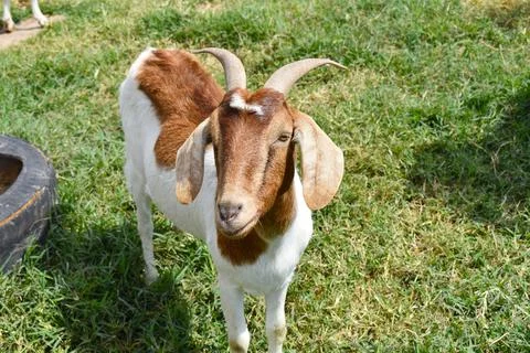 Frontal image of a goat inside a corral on a farm 写真素材