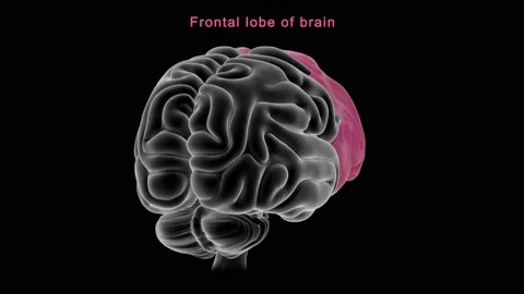 Frontal lobe of brain 스톡 동영상 162819585