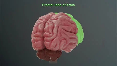 Frontal Lobe of Brain  스톡 동영상 162819587