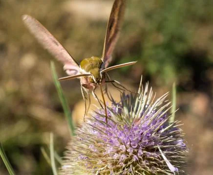 Frontal macro moth extracting nectar from a thistle Stock Photos