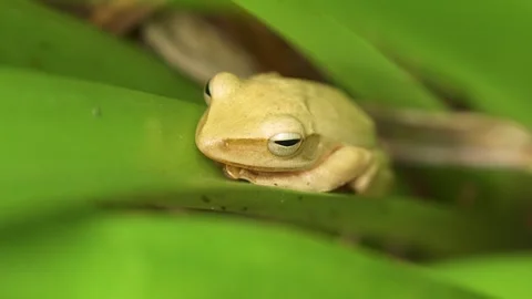 Frontal Macro Portrait of Common Tree Frog on Leaf Stock Footage 346053168