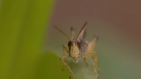 Frontal macro shoot of a grasshopper on a blade of grass foregrounding eyes and 스톡 동영상 108034931