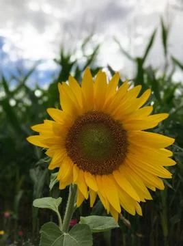 Frontal macro view of blooming young healthy sunflower with corn grass backgroun Stock Photos