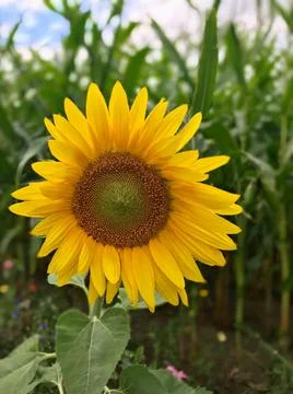 Frontal macro view of blooming young sunflower with corn grass background   Stock Photos