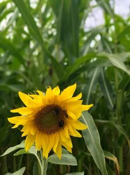 Frontal macro view of bumblebee and bee pollinating blooming young sunflower wit Stock Photos