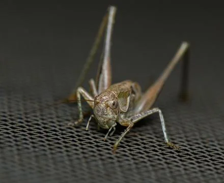 Frontal macro view of a bush cricket with long hind legs Stock Photos