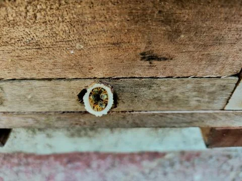 Frontal macro view of stingless bees guarding wax entrance tube of wooden hive Stock Photos
