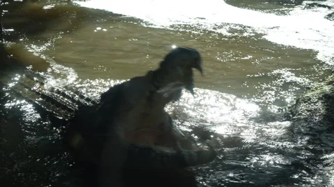 Frontal Medium-Tight Shot of Crocodile Thrashing and Biting at Bait Stock-Footage 314947679