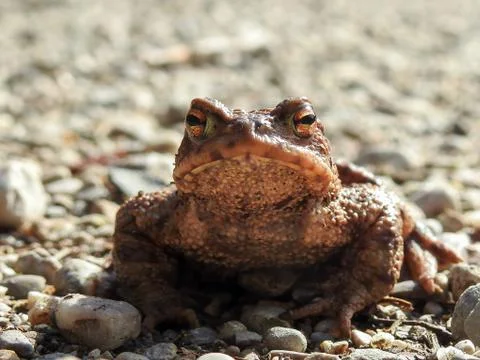 Frontal Portrait of a Common Toad (Bufo bufo) Stock Photos