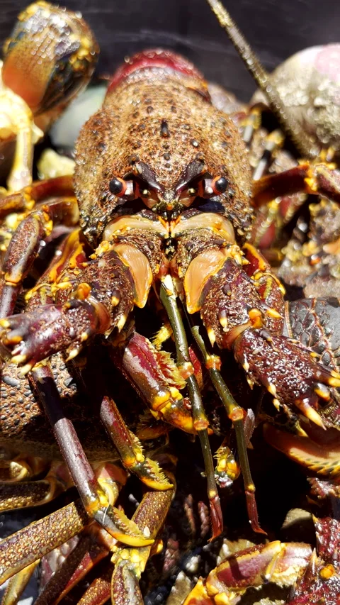 Frontal pullback from live crayfish cape lobster (Jasus lalandii) Stock Footage 328962642