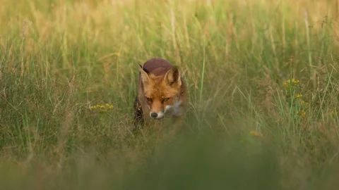 Frontal shot of curious red fox in tall grass walking directly toward Stock Footage 204847452