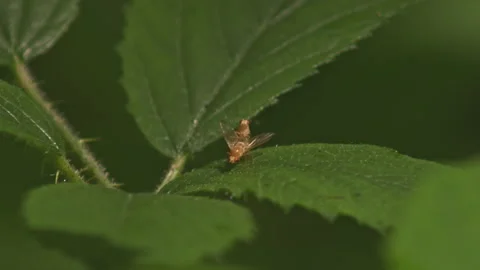 Frontal shot of mating small yellow Lauxaniidae flies on green leaf in woodland 스톡 동영상 251053200