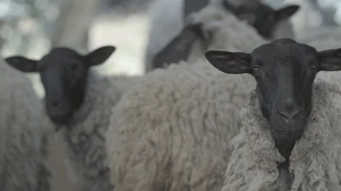 FRONTAL SHOT OF SHEEP LOOKING AT CAMERA OTHER SHEEPS IN THE BACK IN SLOW MOTION Stock Footage 100775711