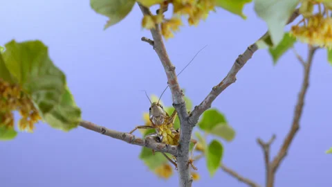 Frontal side of big grasshopper sits on branches of blooming Tilia plant Stock Footage 341293676