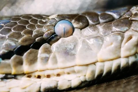 Frontal side view of the head snake Stock Photos